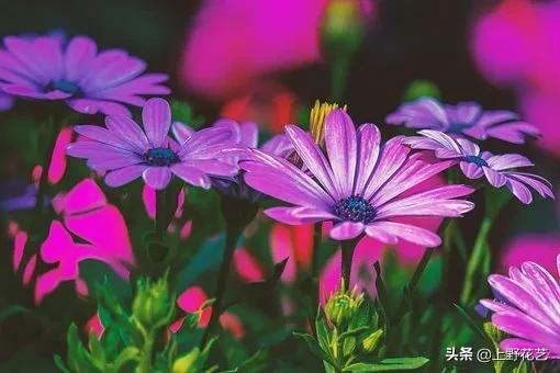 善良的心，沉默不语——蓝目菊