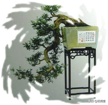 丛林式盆景欣赏,盆景欣赏及制作