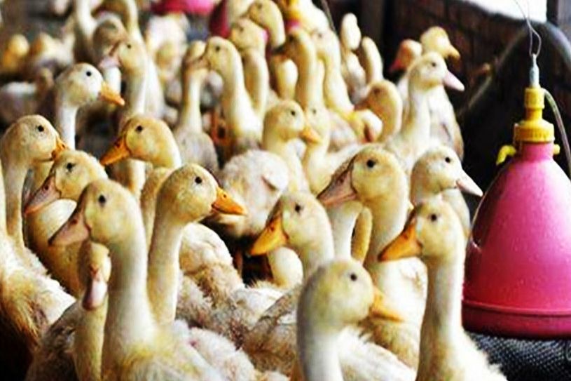 赊苗赊料,管技术包回收,农民不用投钱合作养殖,是馅饼还是陷阱