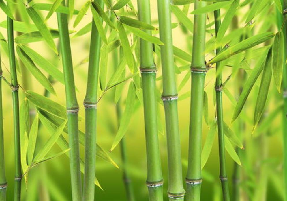 绿竹猗猗,有匪君子?为何古人喜爱用竹、松比喻人的高贵品格