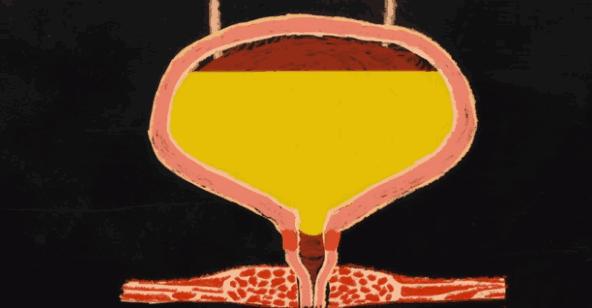 生理学排便机制,生理学尿的生成和排出