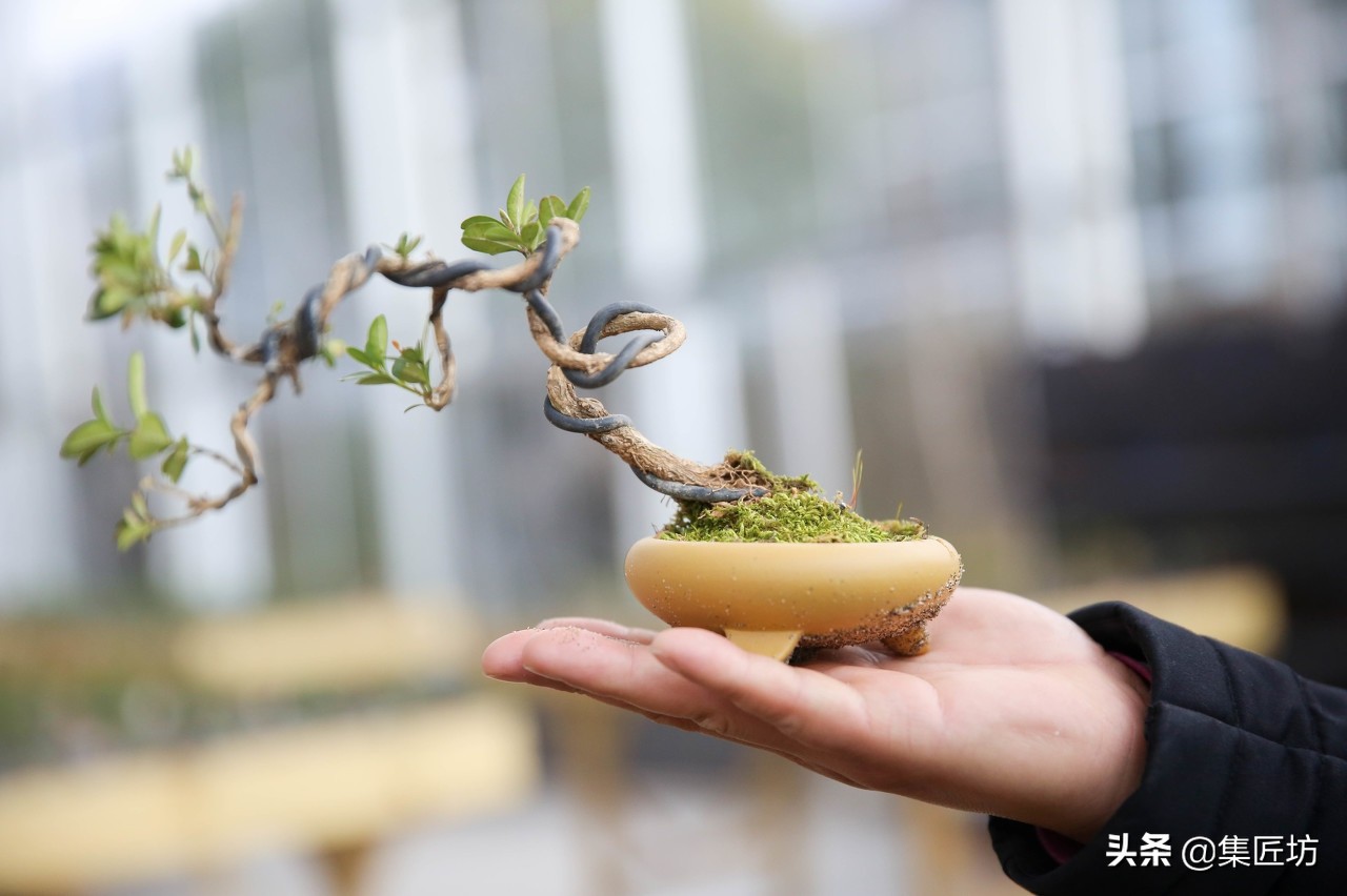 盆景初学者教程,盆景换盆需要哪些配方