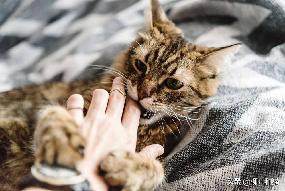 猫应激攻击人以后还能养吗很害怕,家猫挨打发狂攻击主人