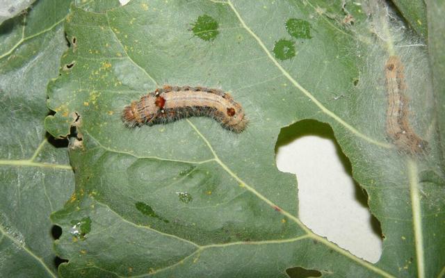 杨树如何防止虫害,杨树螨类虫害怎么治疗