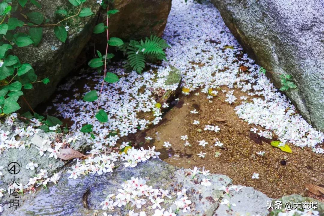 潮汕赏花一日游最佳去处,潮汕五一小众旅游推荐