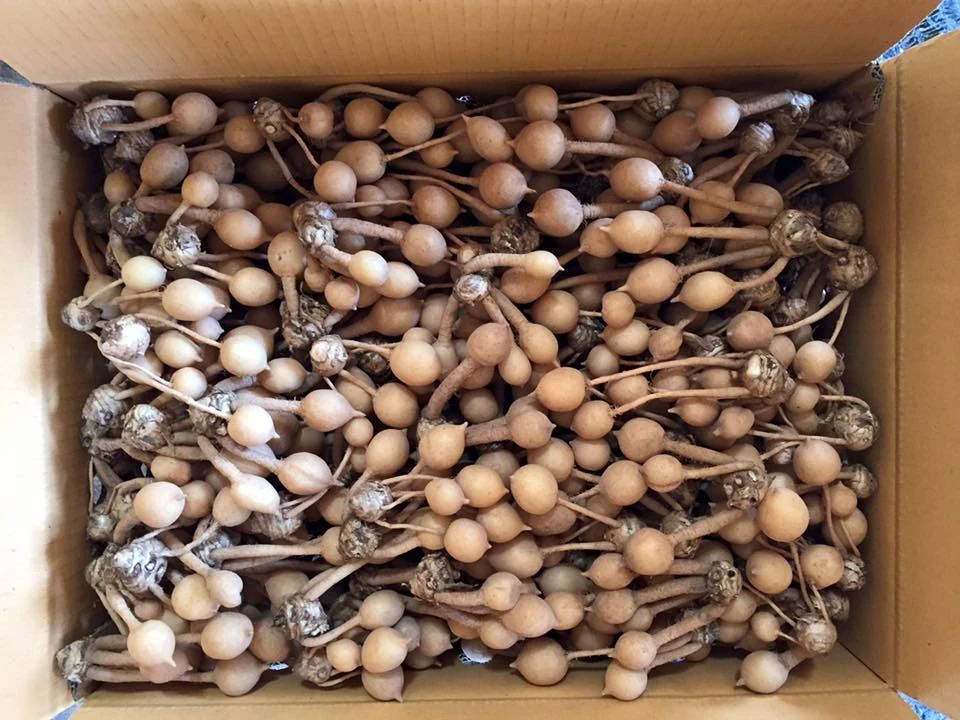 家里养姜荷花有什么禁忌,姜荷花盆栽的花期多久