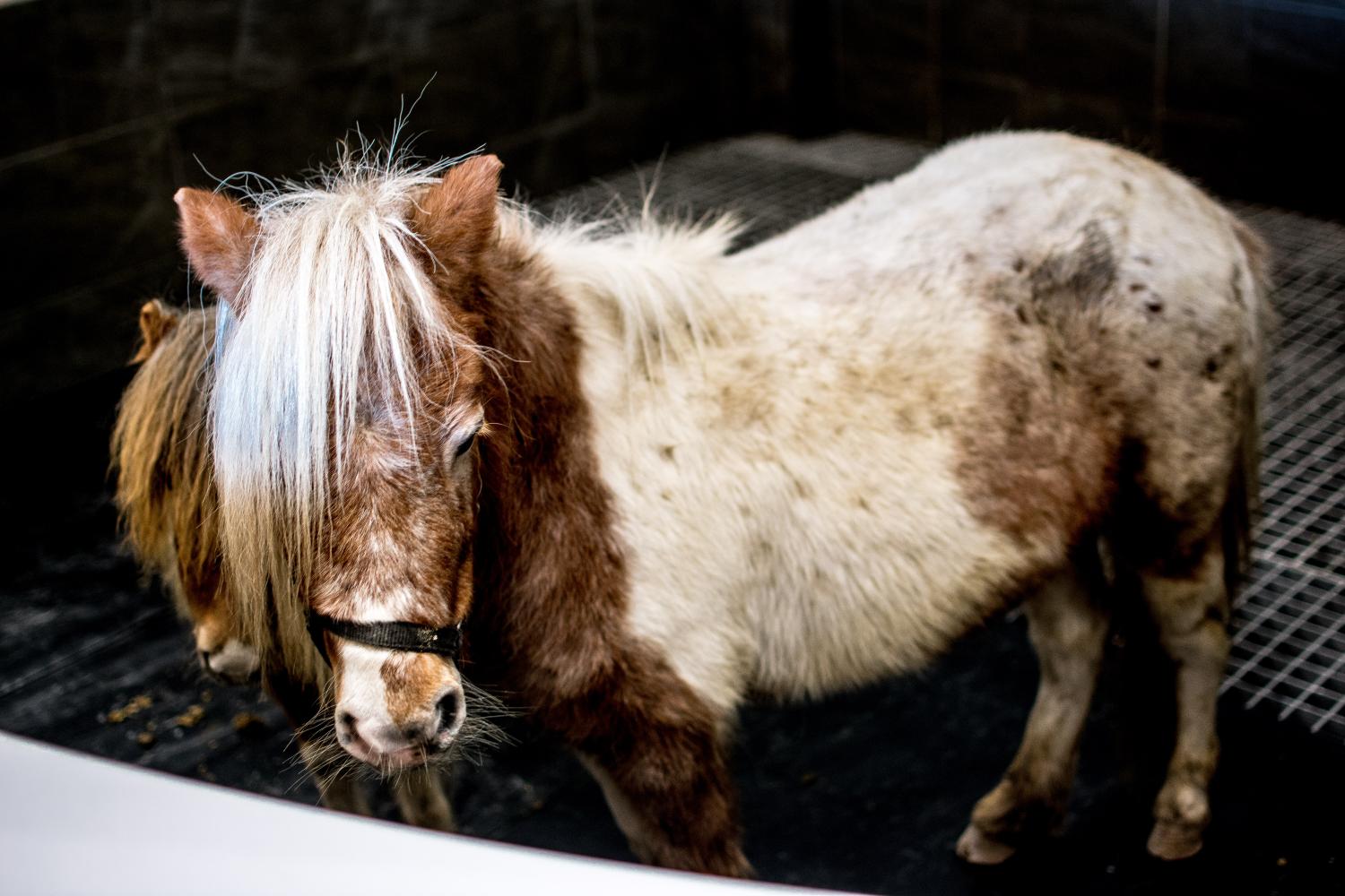 坝上草原骑马狂欢,坝上草原旅游全过程