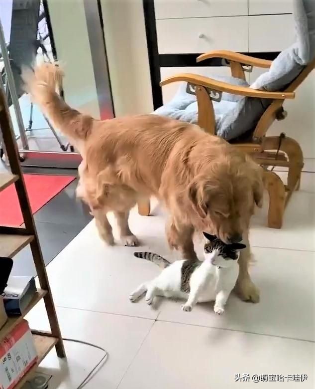 主人说客人来了,金毛整齐排队躲到仓库,连猫也不忘一起叼进去