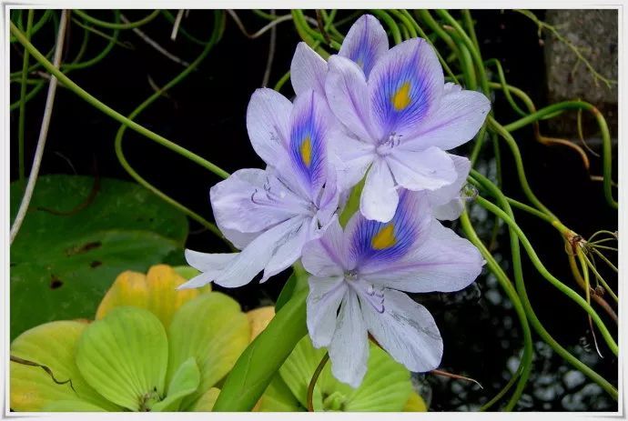 100种常见观叶植物图鉴史上最全,农村常见的100种植物