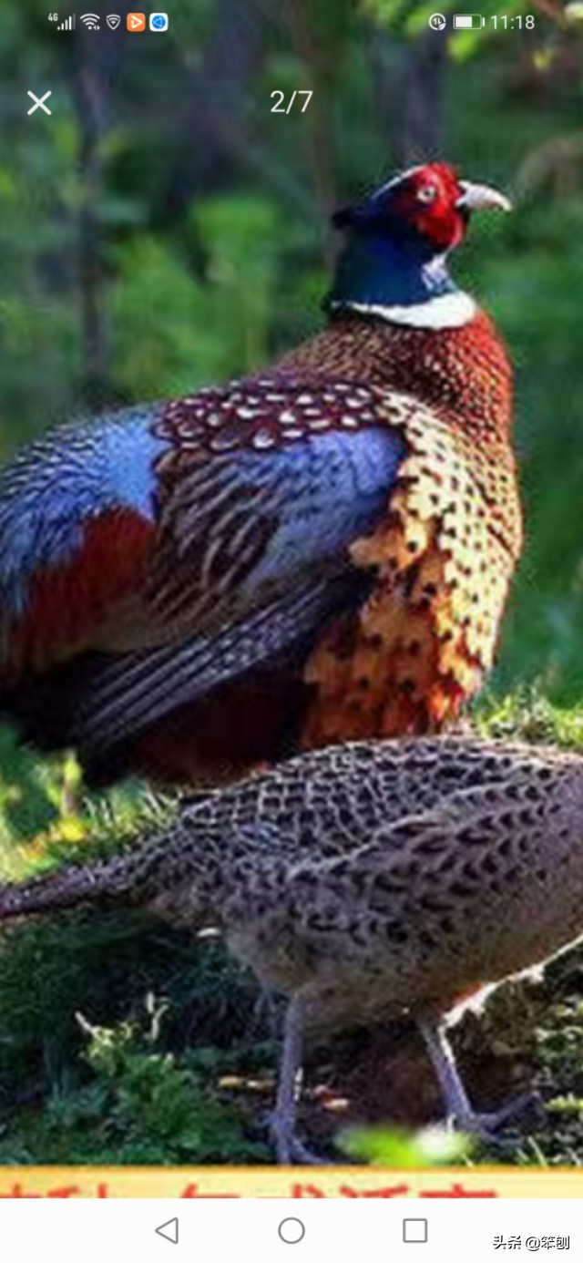 七彩山鸡成本利润大吗,七彩山鸡的价值