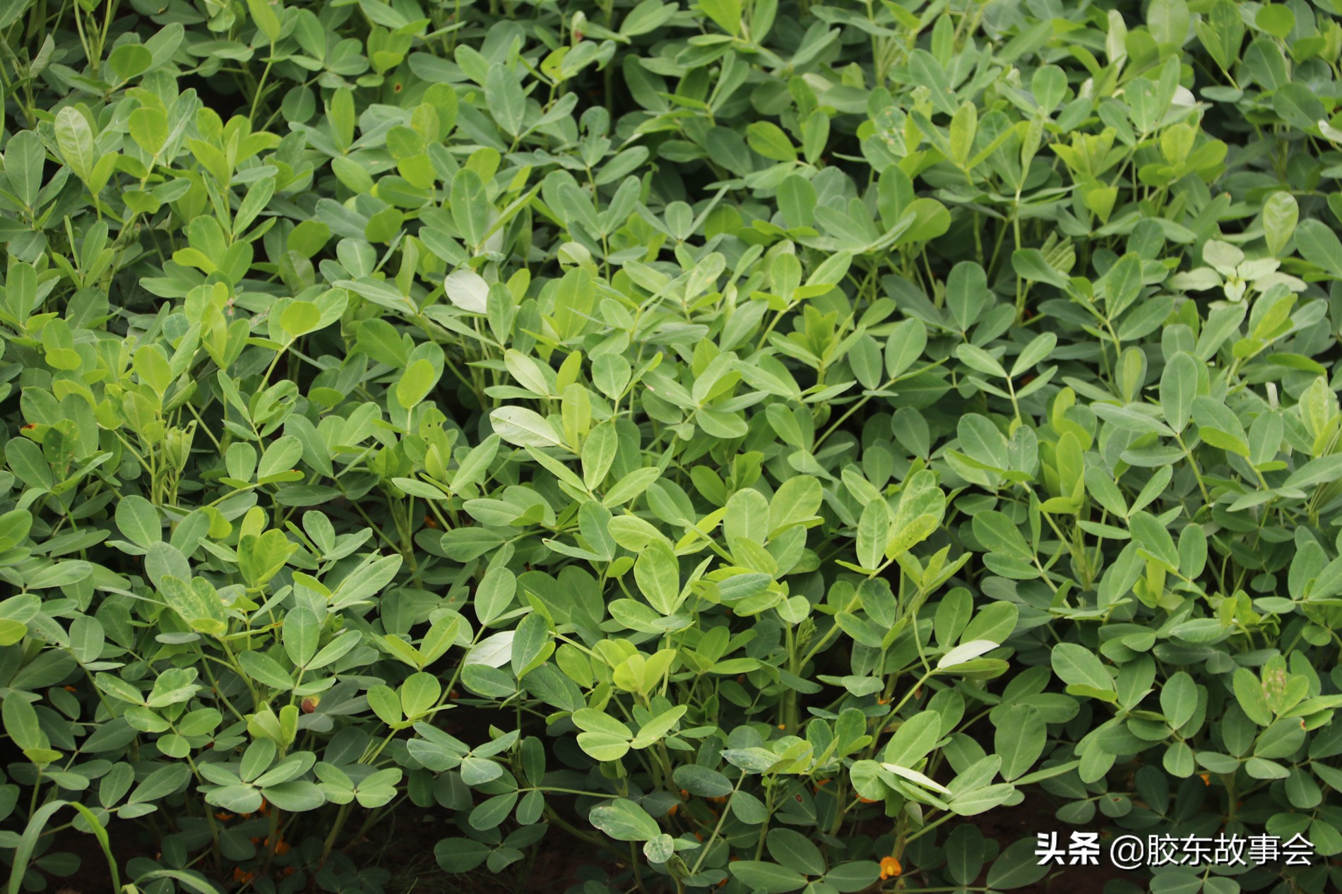 荣成花生,山东荣成花生