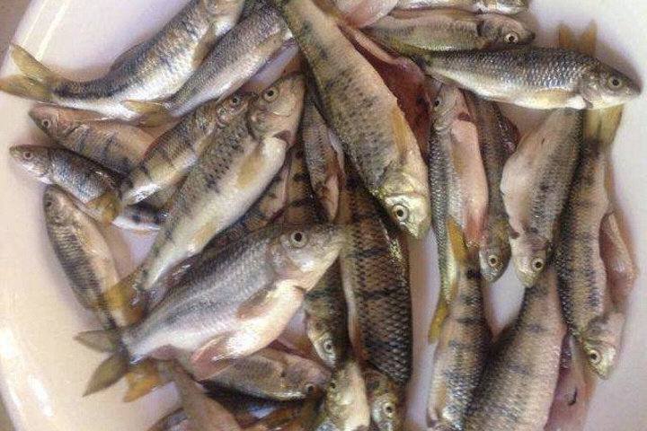 炸小鱼怎样才能炸得又酥又脆,晒干的小鱼怎么炸又酥又脆