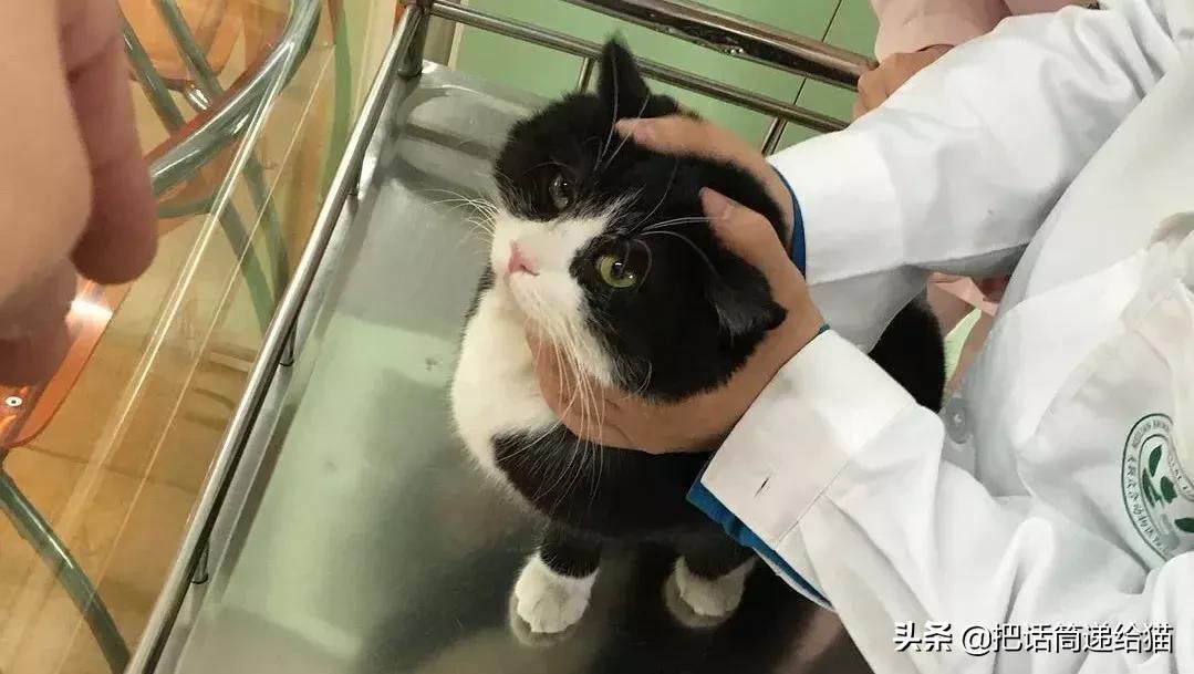 猫故事全集,猫故事小说