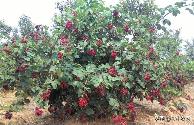 黑莓从种子到成熟,黑莓哪个品种好