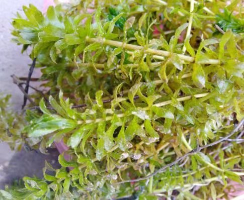 水草腐烂不生根,水草腐烂对水质的影响