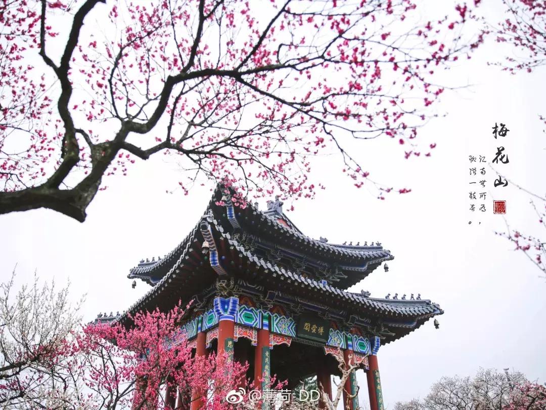 闻香寻梅最新图片,闻香寻梅最新视频