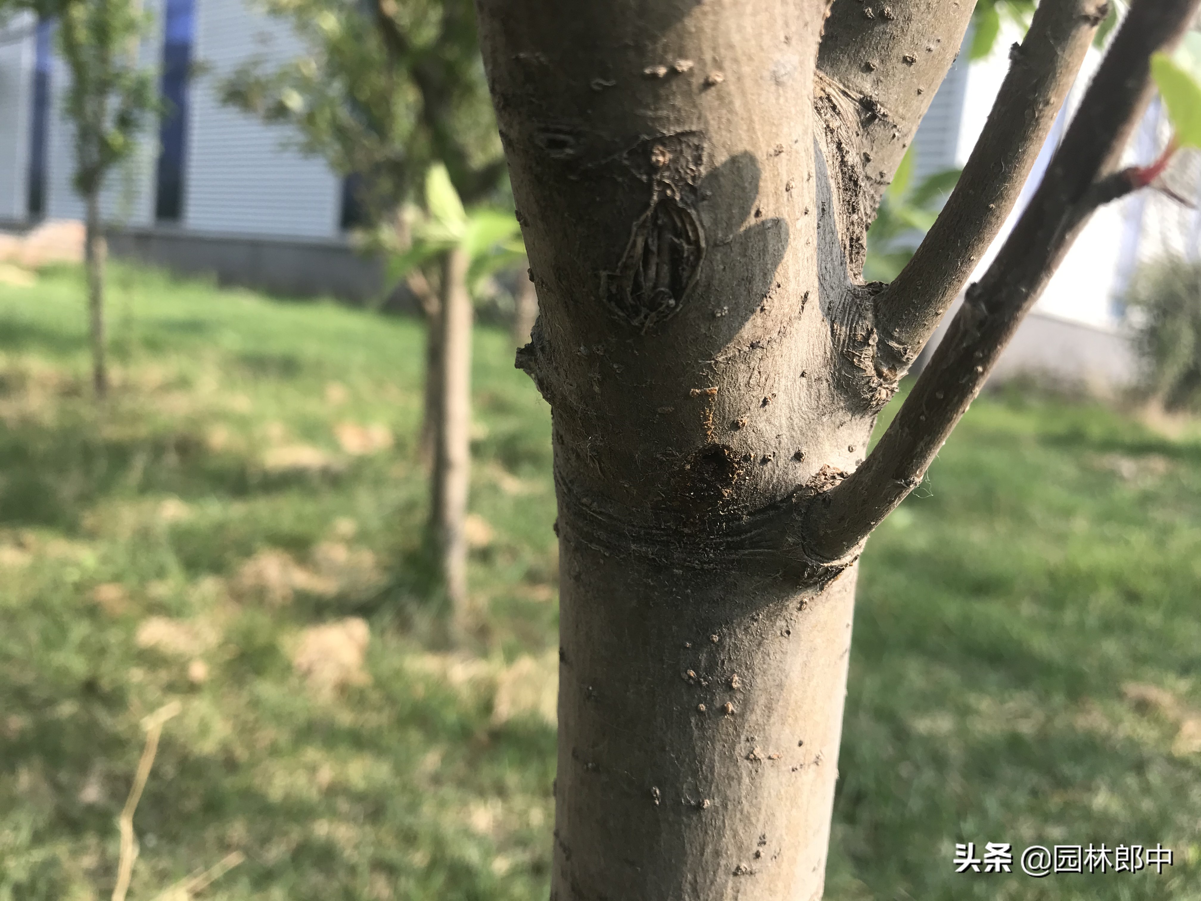 海棠树没花苞是怎么回事,海棠树最怕什么