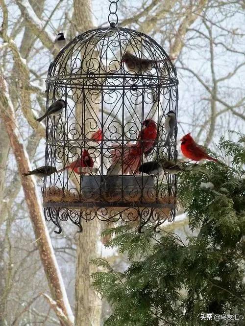 鸟窝为何这么干净,鸟窝怎样可以让鸟很喜欢