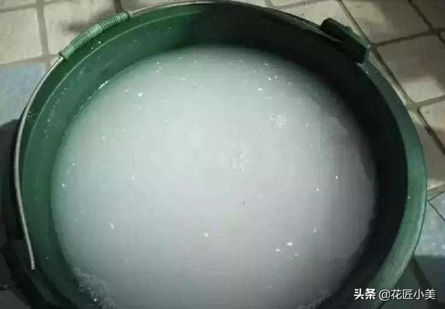 想养绣球花什么品种好看又好养,想种一颗绣球花