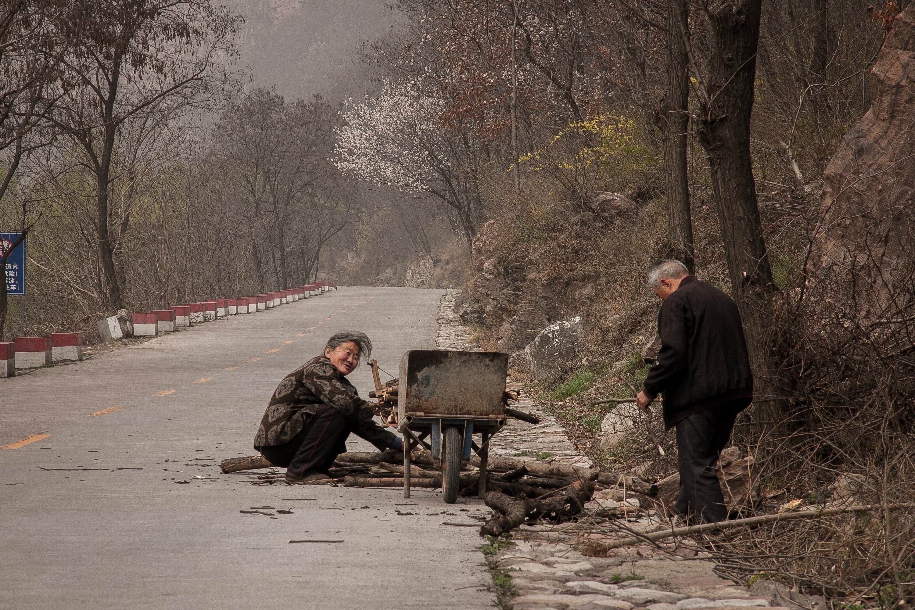 大量收购杂木树枝树根拿来干什么,收购废旧木头树枝