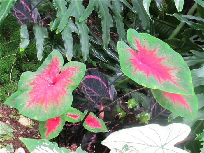 红水芋头,红水芋头图片