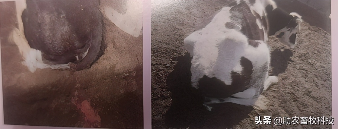 牛的子宫内膜炎如何治疗,牛的子宫内膜炎怎么治