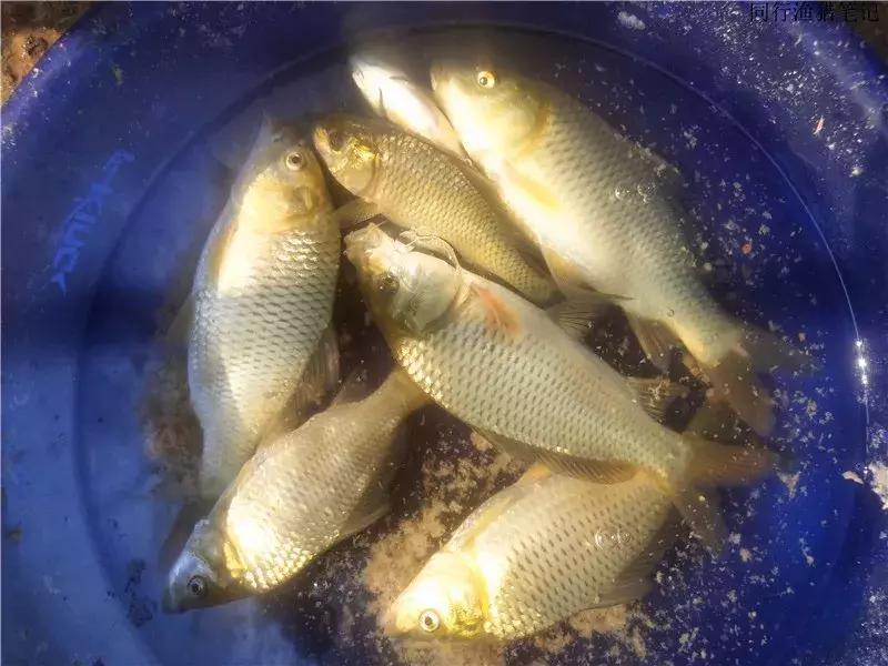 钓鱼日记第19天,钓鱼游钓日记100篇