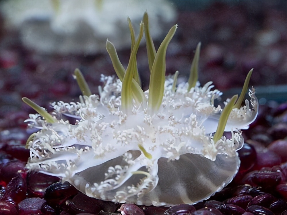 被棕色小点的水母蛰了该怎么办,被水母蛰了用什么药最好