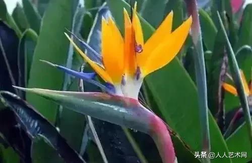 全国56市市花太美了的视频,中国56市市花图片