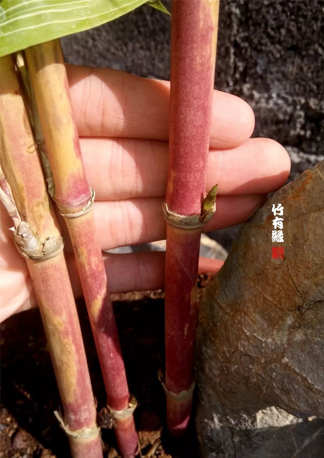 冬天来了你家备暖气片了吗,冬天来了你家棉拖准备好了吗