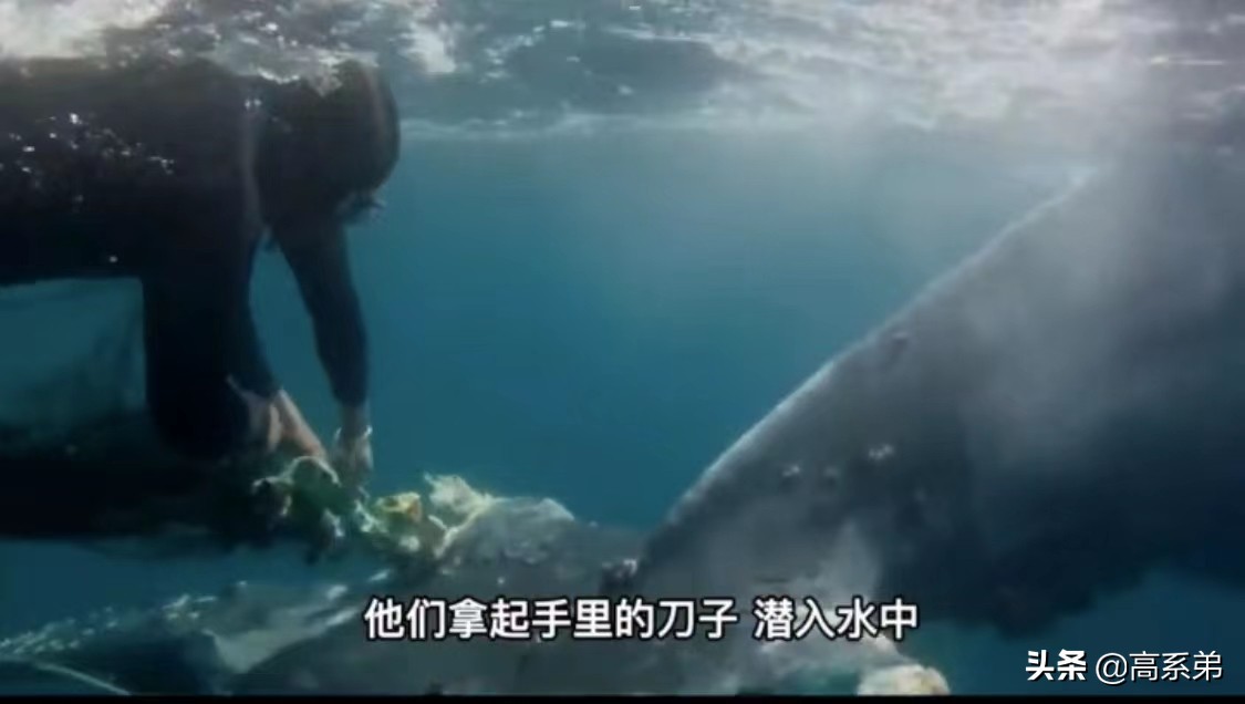 鲸鱼被藤壶折磨向专业人求助,鲸鱼被藤壶折磨求助渔民
