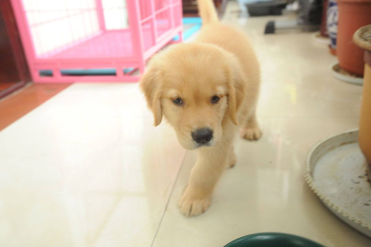 新手养狗的2大注意事项,新手养狗技巧和注意事项