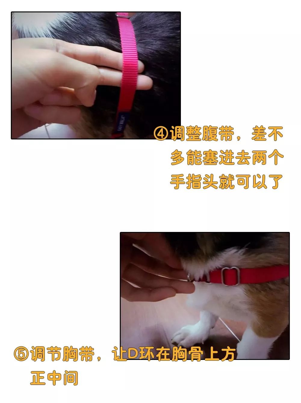 铲屎官安全注意事项,铲屎官遇到危险土狗