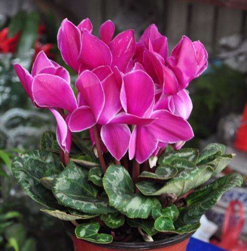 仙客来叶子上的小虫子,仙客来叶子背面有白色的虫