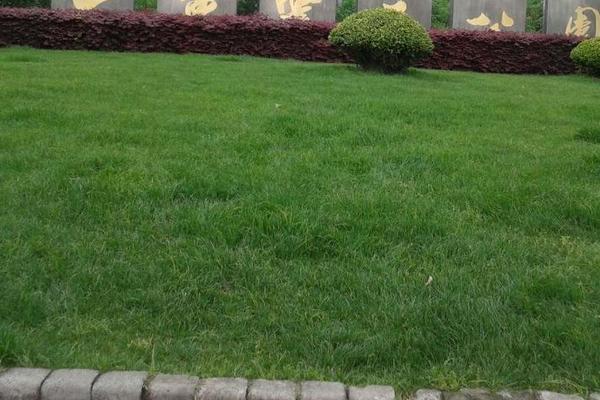 种植好草坪的方法,草皮种植方法