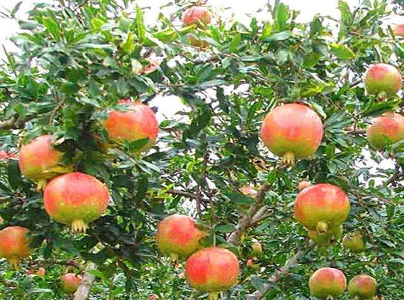 石榴干腐病防控措施,石榴叶枯病防治方法