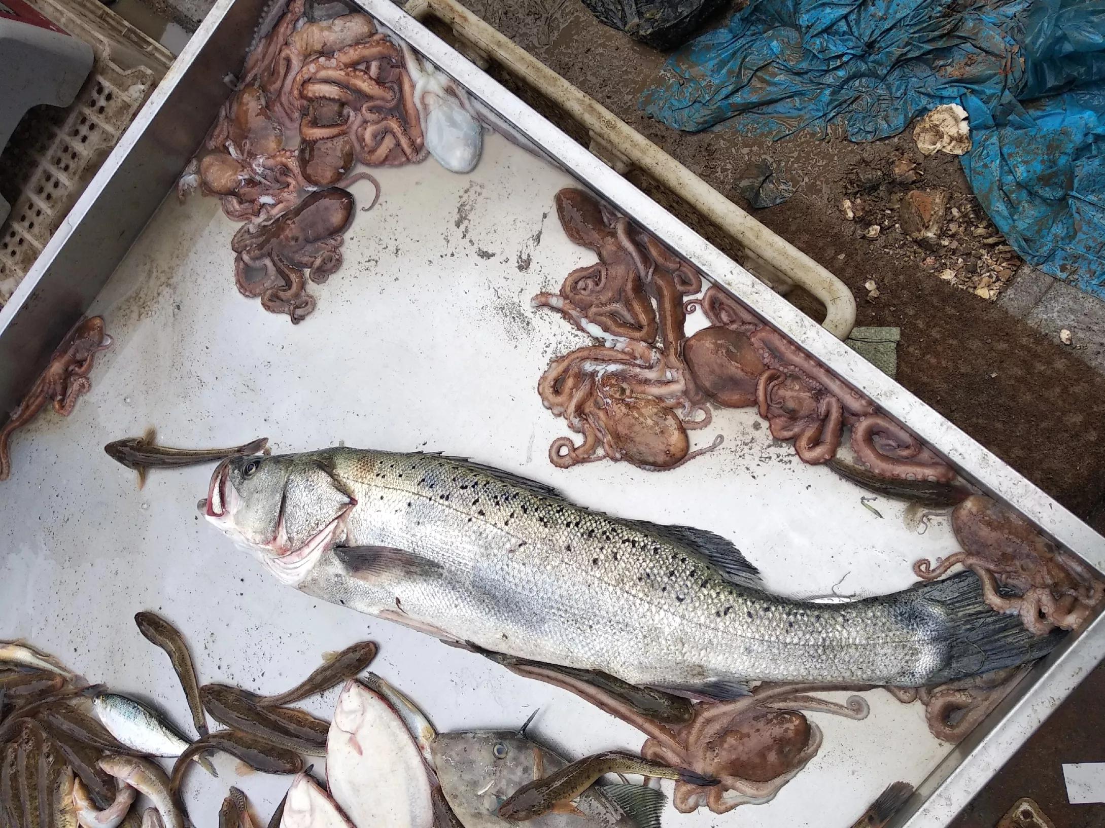 开海了吃什么美食,海边人常吃的40种海鱼