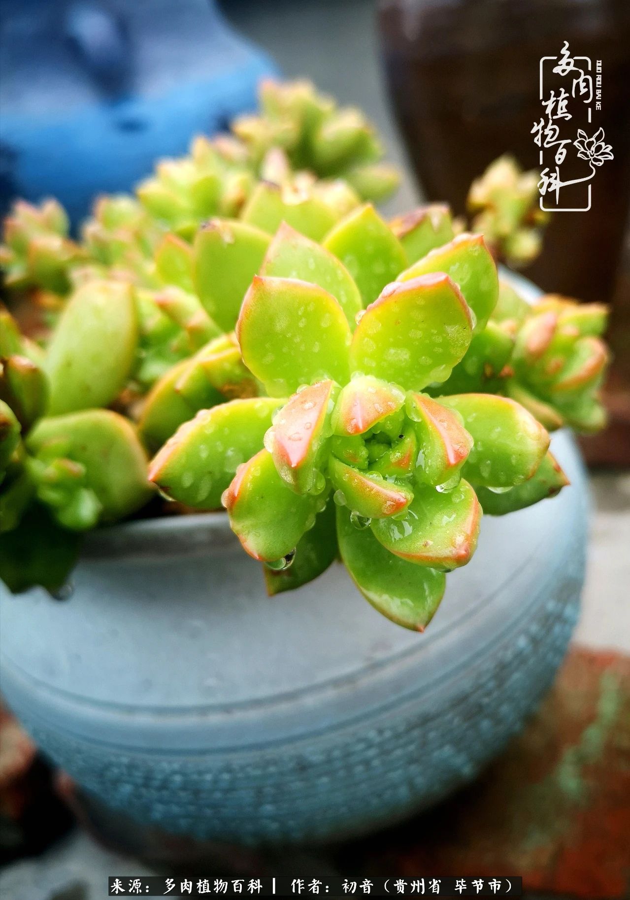 和多肉共度美好时光,与多肉一起成长
