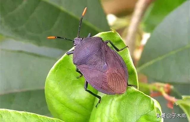 柑橘大实蝇和柑橘小实蝇常规虫害,柑橘虫害高清图谱及防治方法