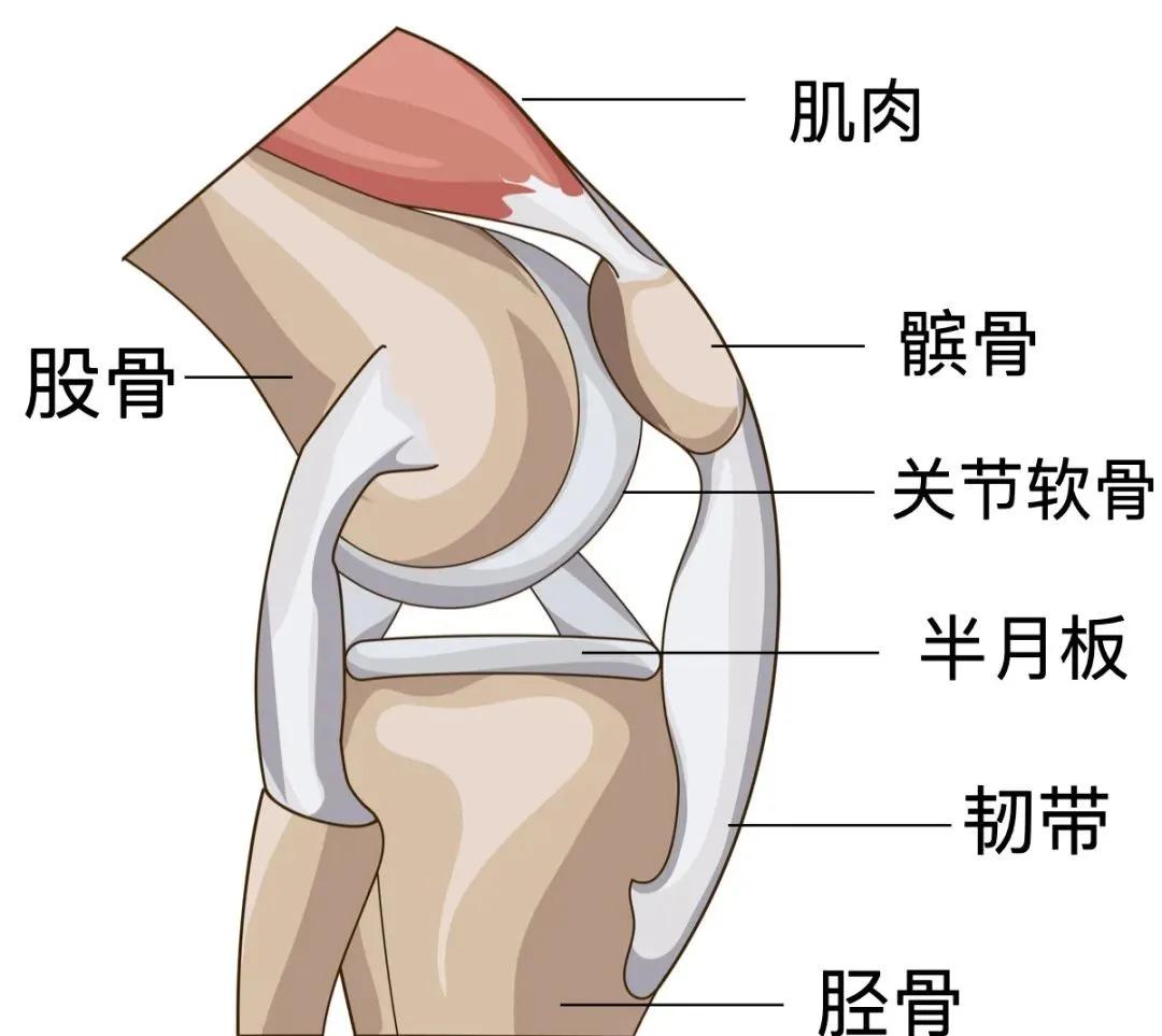 24小时膝盖保养方法,给你的膝盖做个大保养