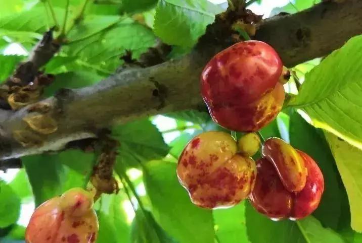 樱桃叶子上的病害有哪几种,樱桃叶子尖发黄是什么病害