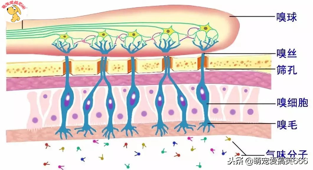 狗狗浴液博美专用,狗狗浴液可以用什么代替