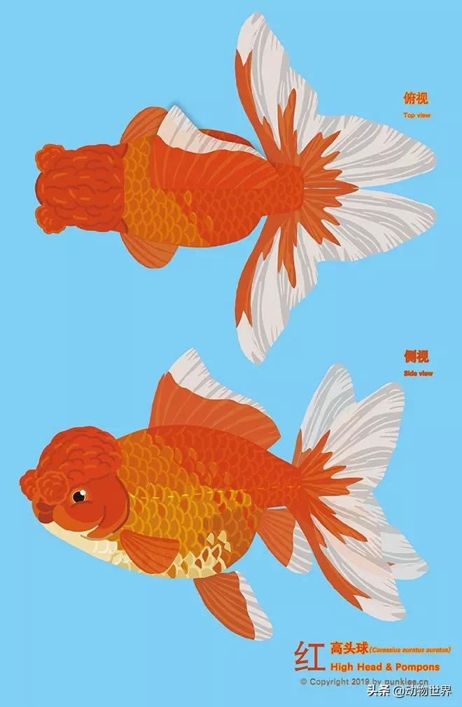 绒球金鱼品种图解,金鱼的品种图片大全大图