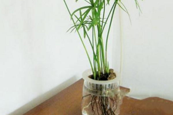 水竹叶子尖黄咋回事,水竹叶子又小还发白怎么办