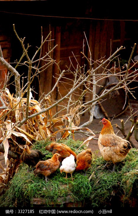 怎样防治鸡的常见病,常见鸡病预防用药