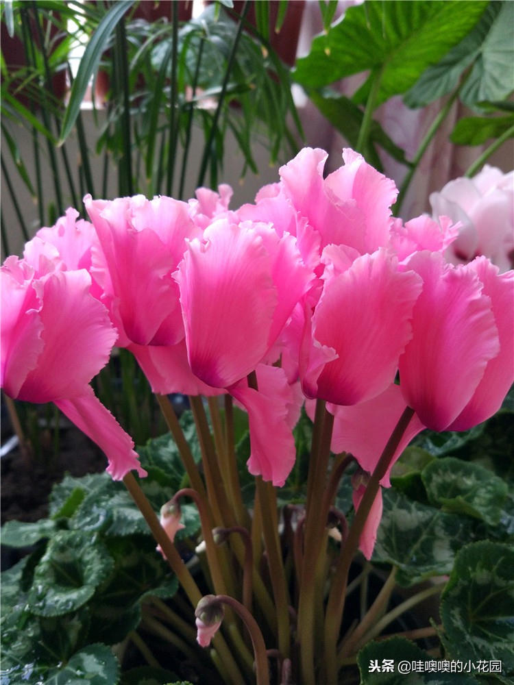 仙客来移盆倒伏的补救方法,仙客来花朵出现倒伏的原因