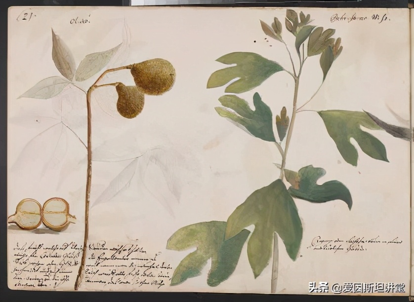 北美土著的日常是什么样子?这个年轻的殖民者一一画了下来