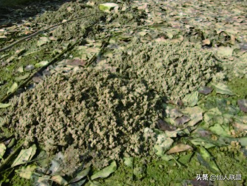 石食者THESTONEEATERS六