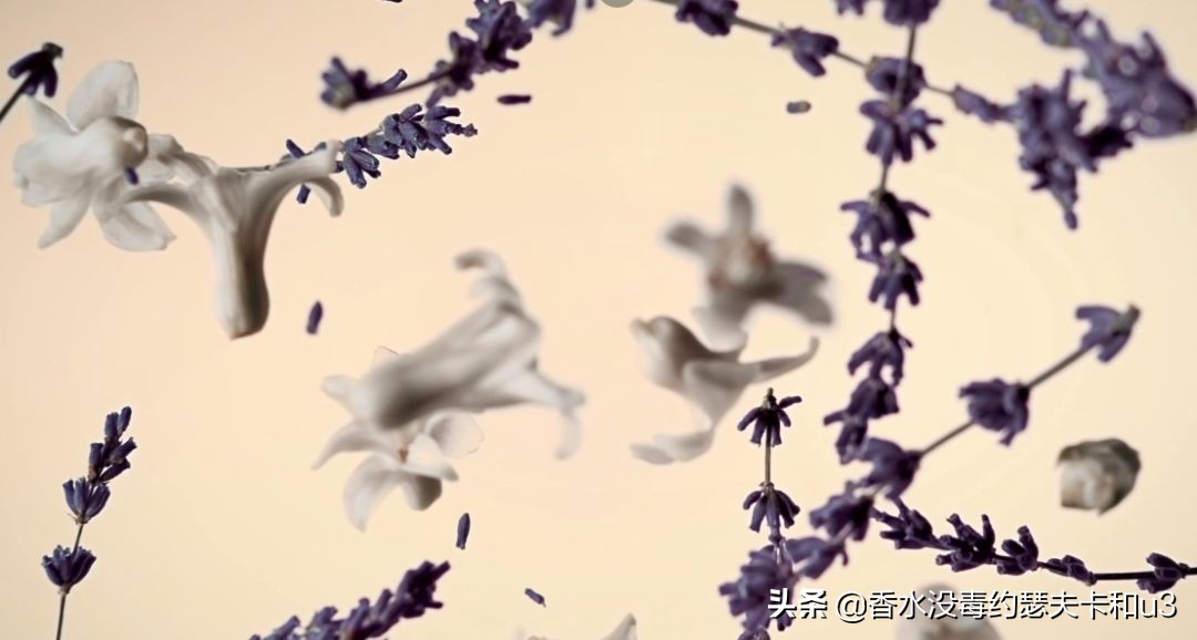 黑鸦鸦和反转巴黎哪个好闻,反转巴黎与黑鸦哪个好闻