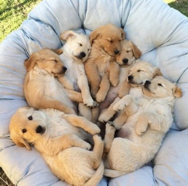 如何从一堆狗里面选中了你,一窝狗王怎么挑选